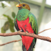 Golden-headed Quetzal